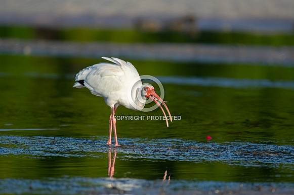 White Ibis (Eudocimus albus)
