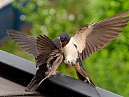 Barn swallows (feeding) 4