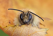 Brown banded Carder Bee