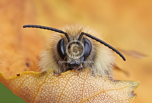 Brown banded Carder Bee