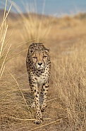 Cheetah