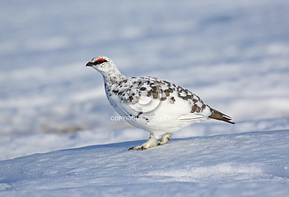 Ptarmigan
