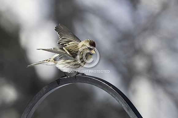 Common Female Redpoll Perching on a Branch