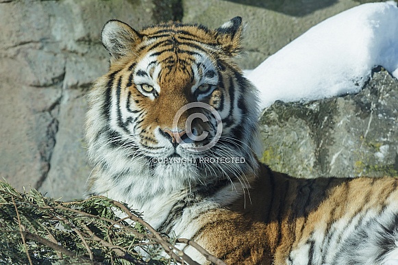 Amur Tiger