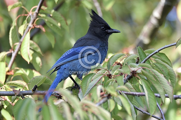 Steller's Jay Steller's Jay