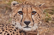 Africa Cheetah