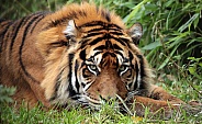 Sumatran Tiger