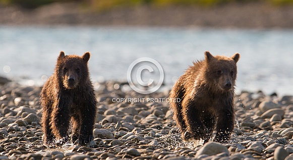 Wild brown bear