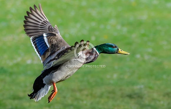 Mallard