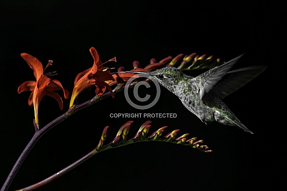 Hummingbird—Emerald Beauty