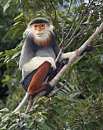 Red-Shanked Douc Langur

