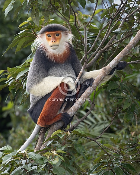 Red-Shanked Douc Langur

