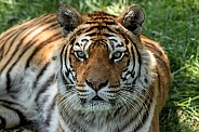 Bengal Tiger Close Up Face Shot