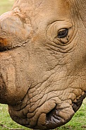 White Rhino