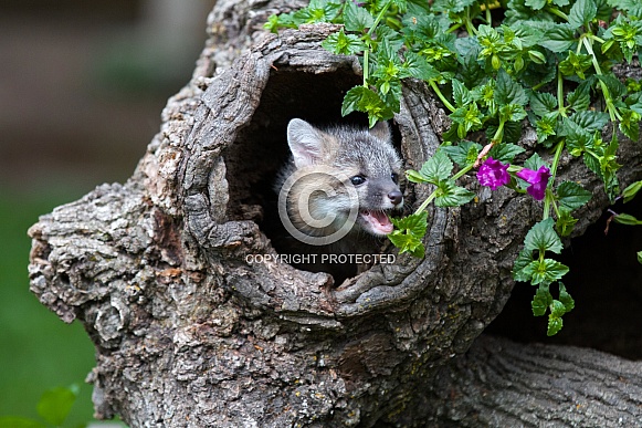 Red Fox Kit peeks out of a burrell