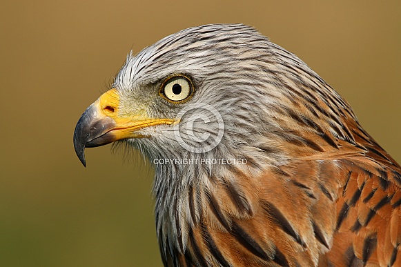 Red kite (Milvus milvus) Red kite (Milvus milvus)