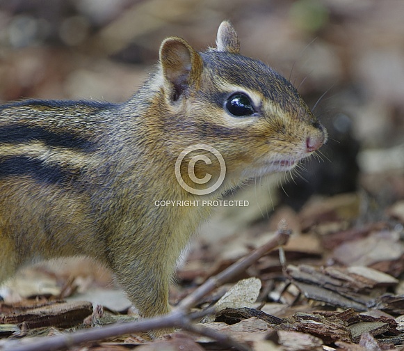 Chipmunk