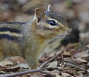 Chipmunk
