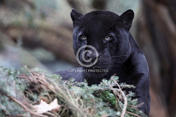 Jaguar (Panthera onca) Jaguar (Panthera onca)
