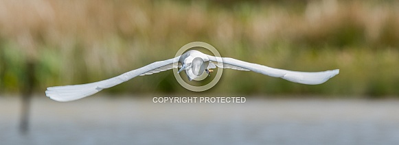 Little Egret
