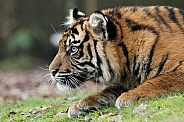 Sumatran Tiger