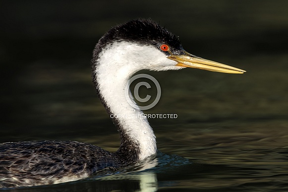 Western Grebe