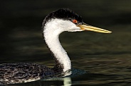 Western Grebe