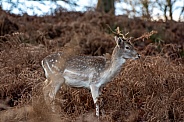 deer (fallow buck)