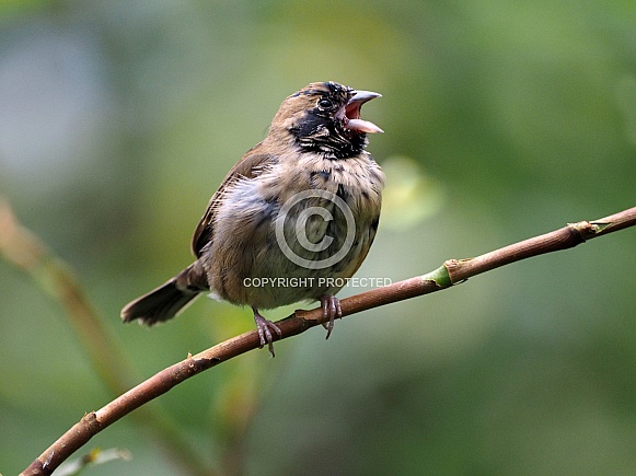 Singing bird Singing bird