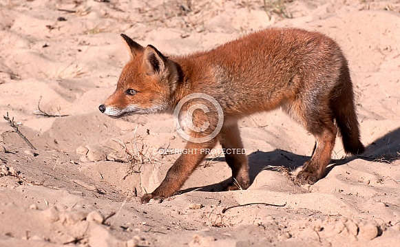 Baby red fox Baby red fox