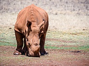 Rhino