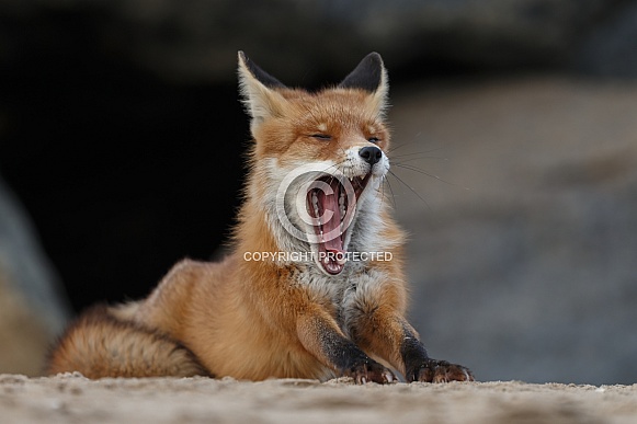 Red fox and cubs Red fox and cubs