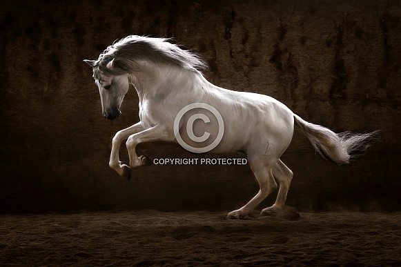 Andalusian Horse--Power Burst