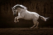 Andalusian Horse--Power Burst