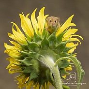 Harvest mouse on a sunflower