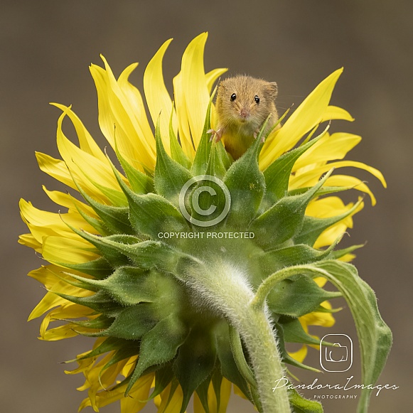 Harvest mouse on a sunflower