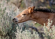 Wild Foal