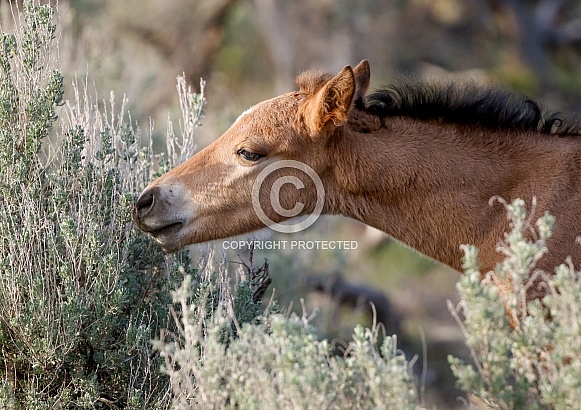 Wild Foal