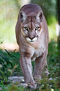 North American Puma