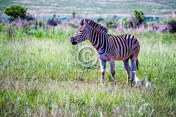 Zebra Zebra