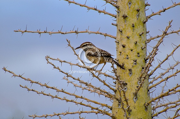 Cactus Wren in Boojum Tree Cactus Wren in Boojum Tree