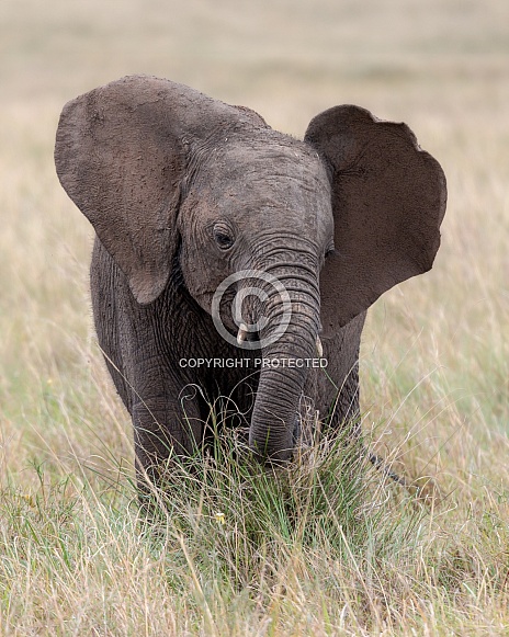 African Bush Elephant