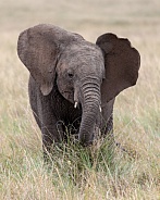 African Bush Elephant