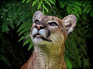 Cougar