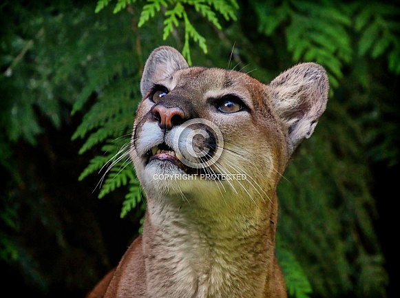 Cougar