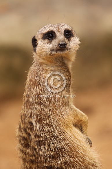 Meerkat Meerkat