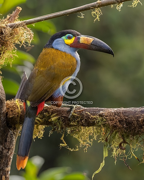 Plate-billed Mountain Toucan in Ecuador Plate-billed Mountain Toucan in Ecuador