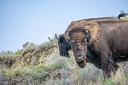 American Bison (bison bison)