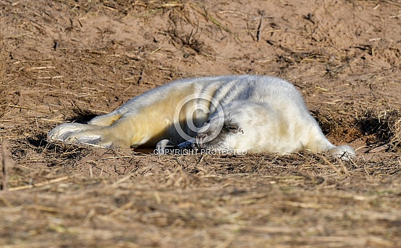 Grey Seal Pup Grey Seal Pup