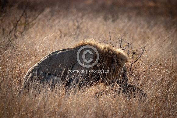 Lions in Kruger park